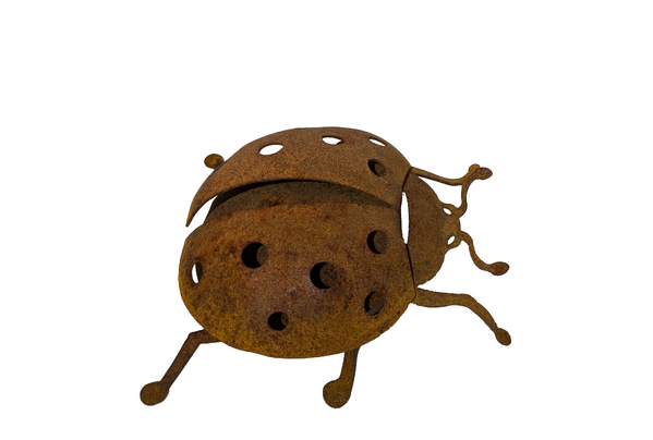 Overwrought large Ladybird