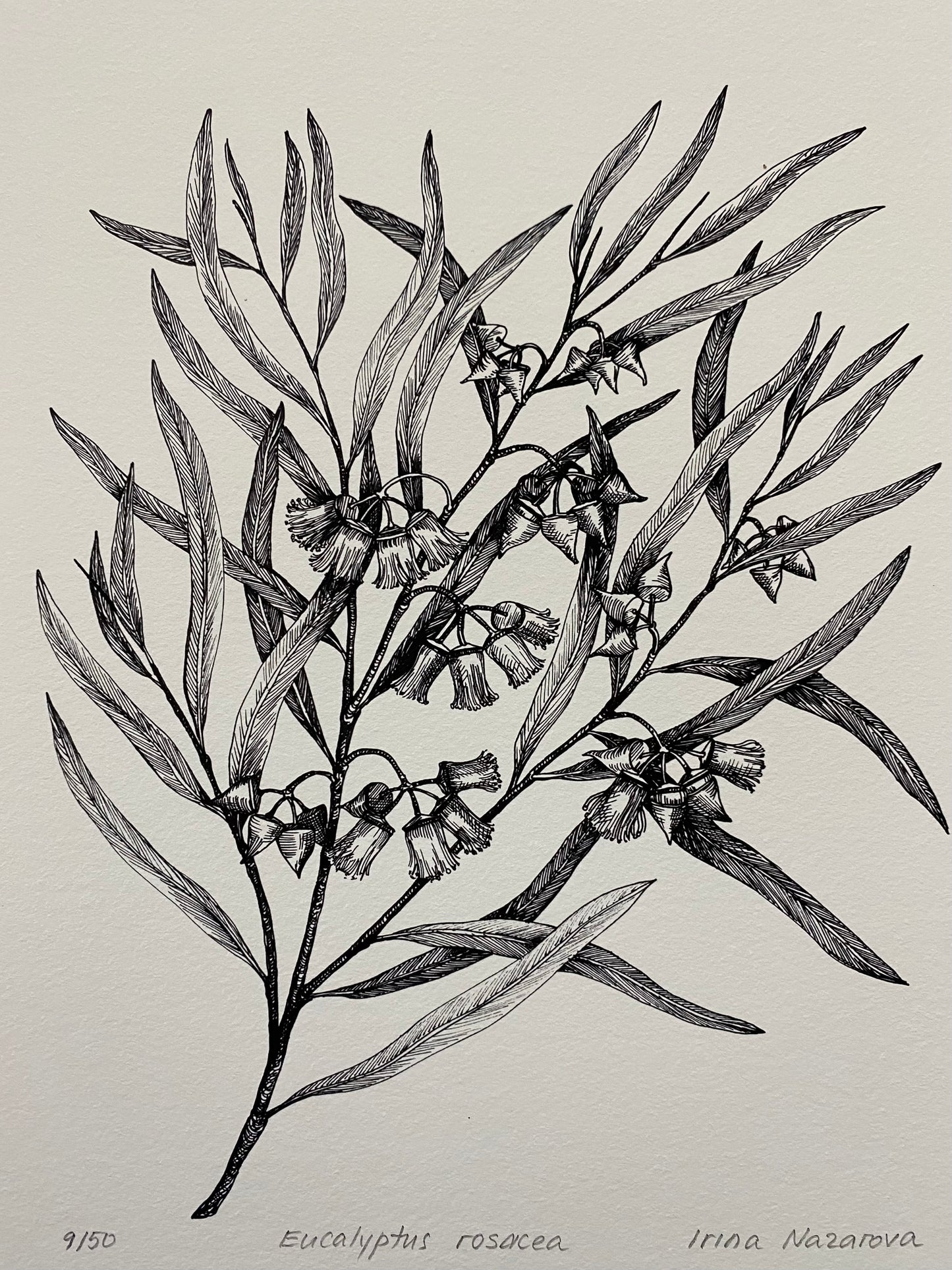 Flowers In Your Hair B/W Print - Red-bud Mallee