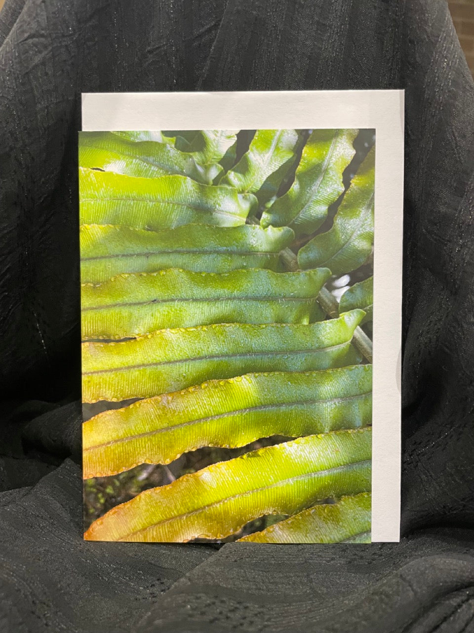 Sensing the Sacred - Glistening Fern