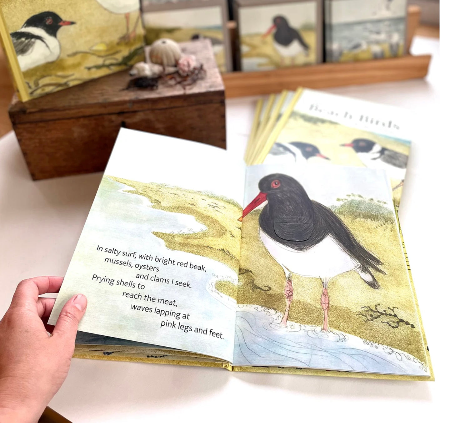 The Beach Birds Book by Bridget Farmer
