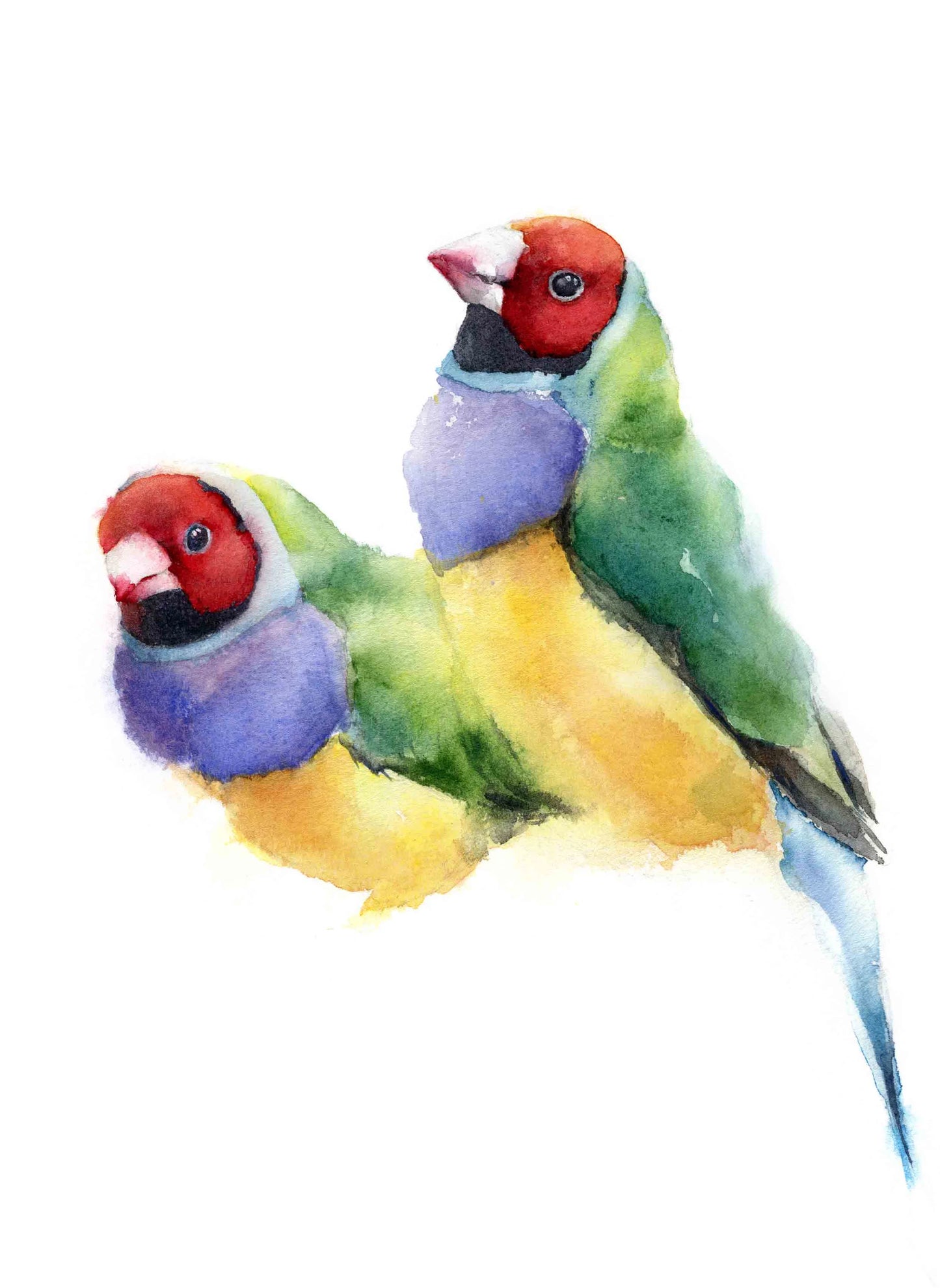 Choose Arts Art by Qing - Gouldian Finches