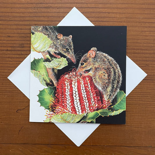 Studio N Square Card - Honey Possums on Scarlet Banksia