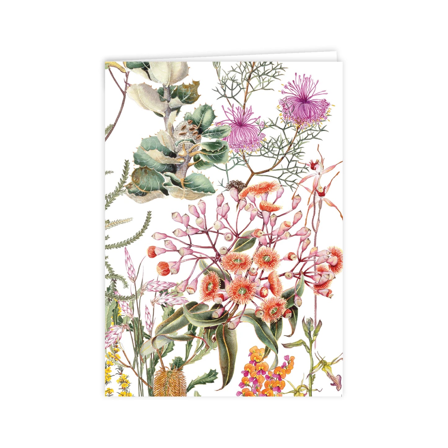Studio N Card - Wildflowers of the Albany Region 2