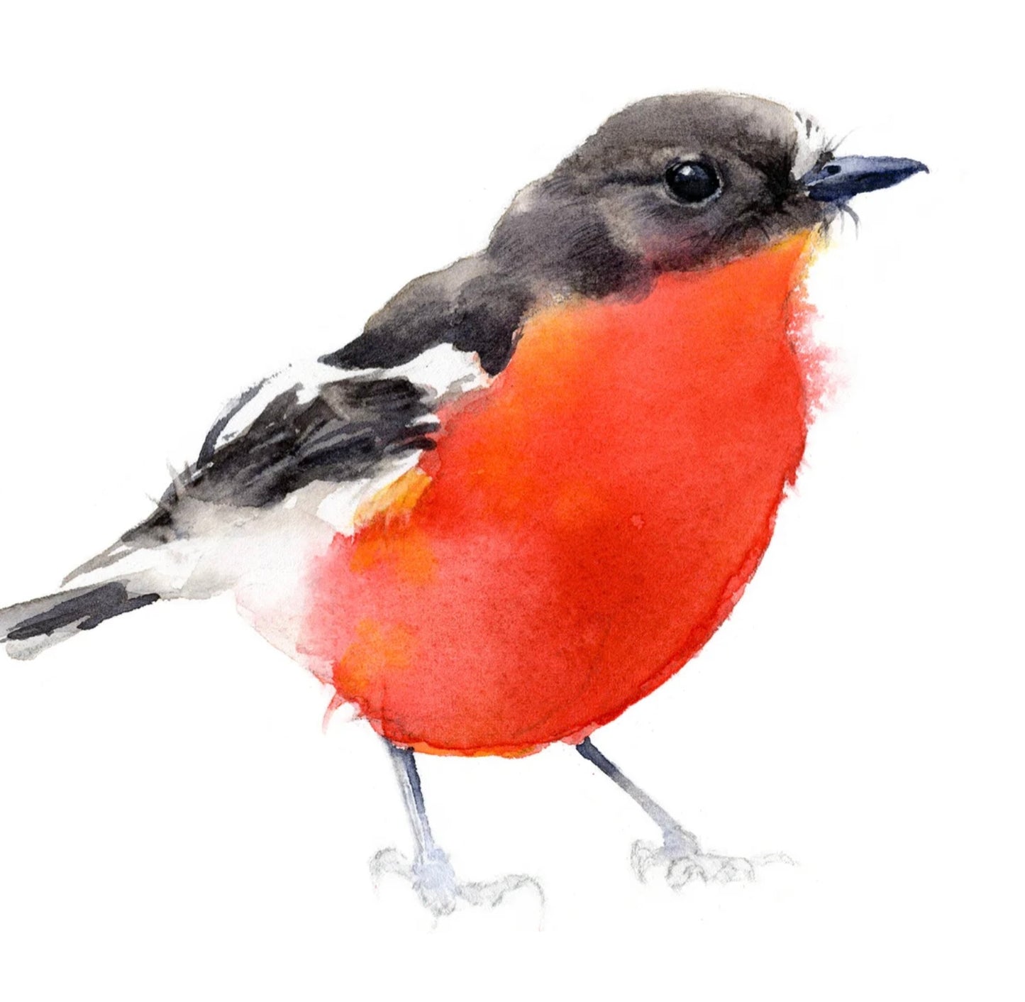 Choose Arts Art by Qing - Fine Art Print Flame Robin