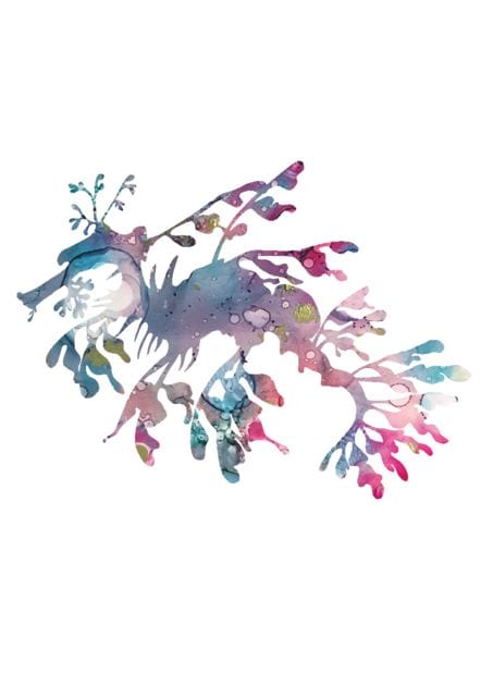 Katy J Designs Leafy Sea Dragon