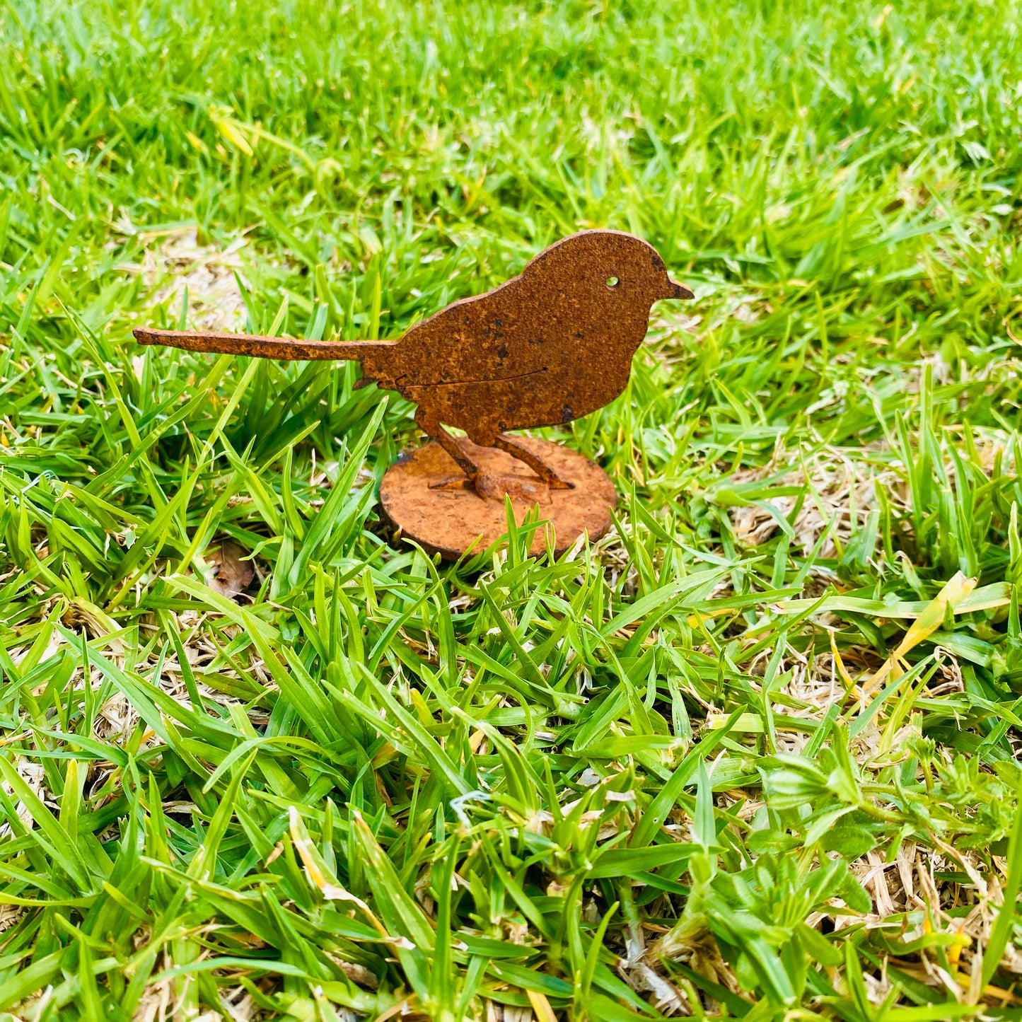 Overwrought Superb Wren 3