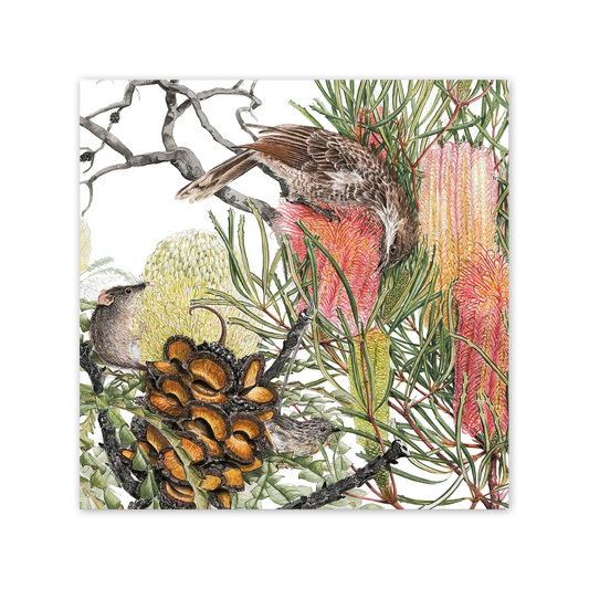 Studio N Card Square Banksia & Pollinators