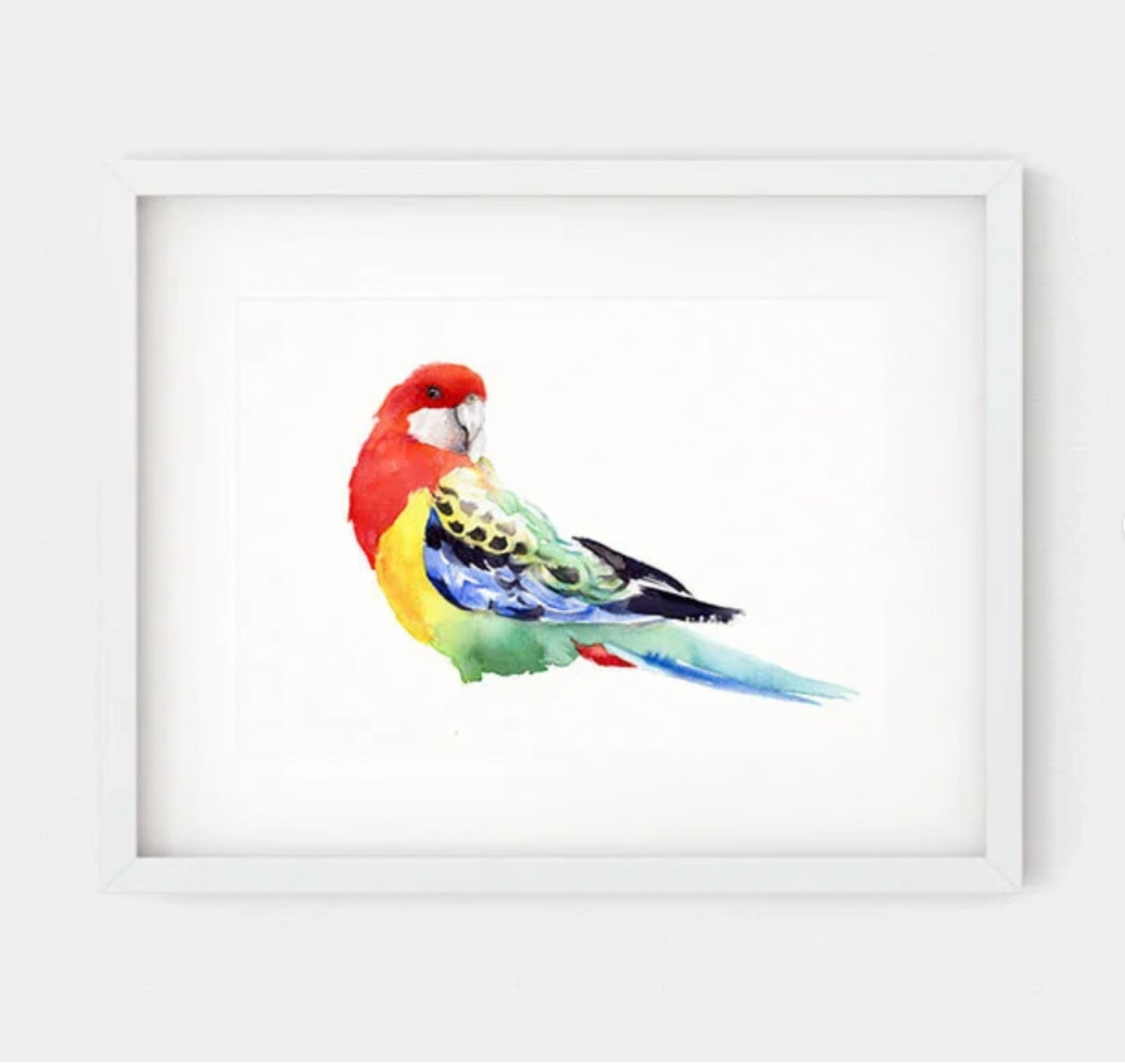 Choose Arts Art by Qing - Fine Art Print Eastern Rosella