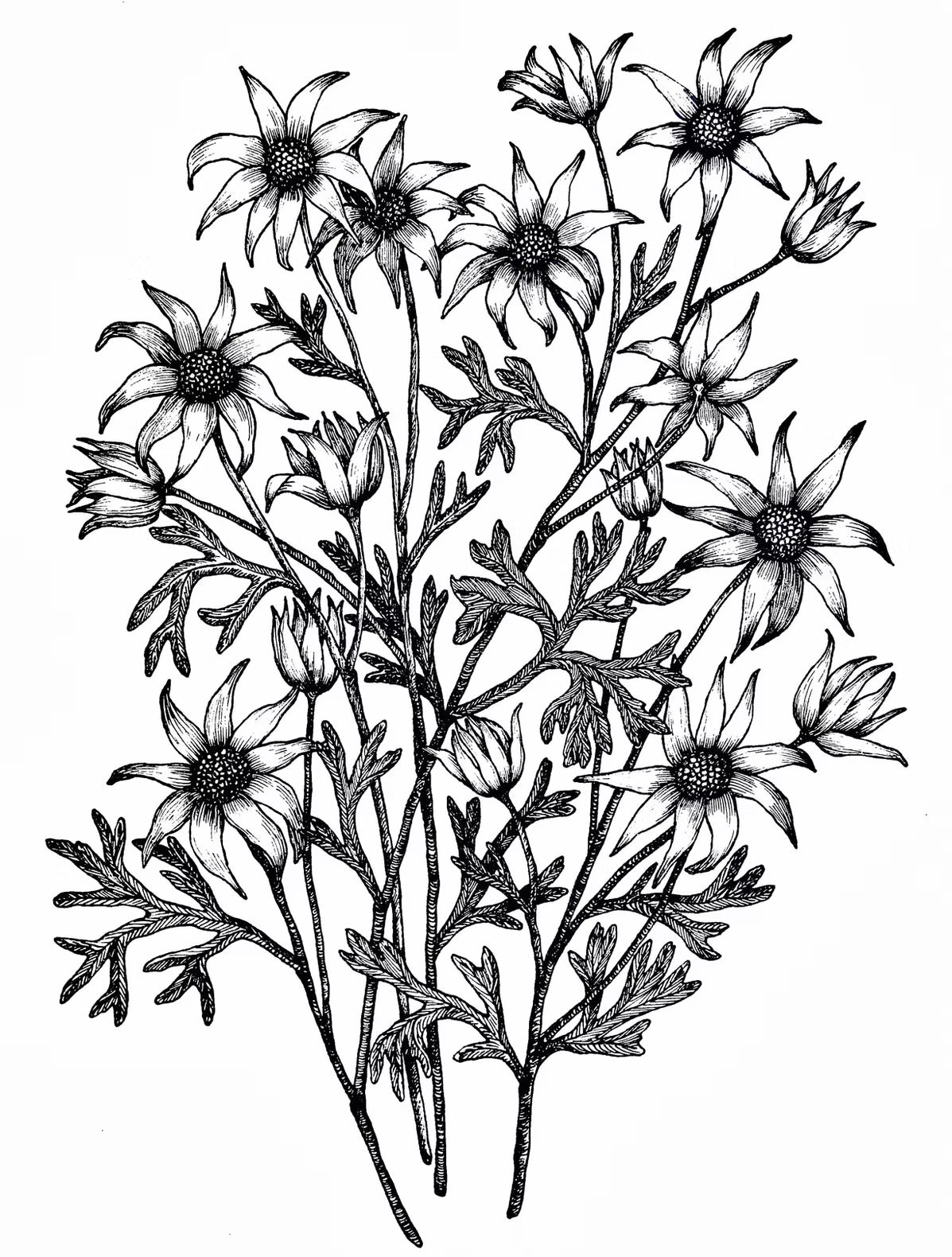 Flowers In Your Hair B/W Print - Flannel Flowers