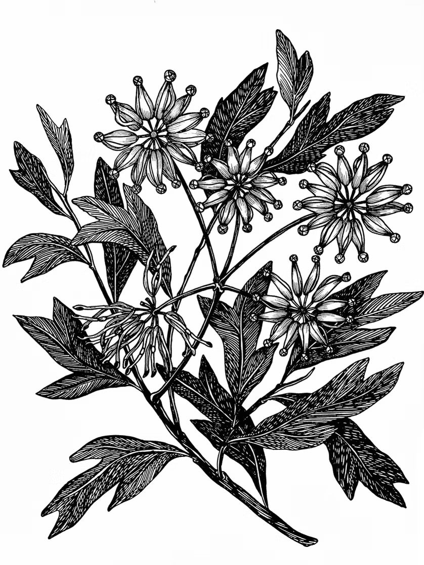 Flowers In Your Hair B/W Print - Fire Wheel