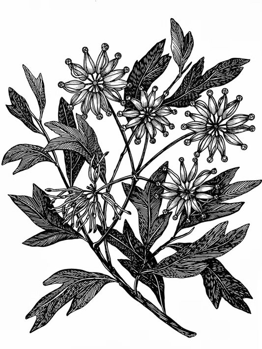 Flowers In Your Hair B/W Print - Fire Wheel