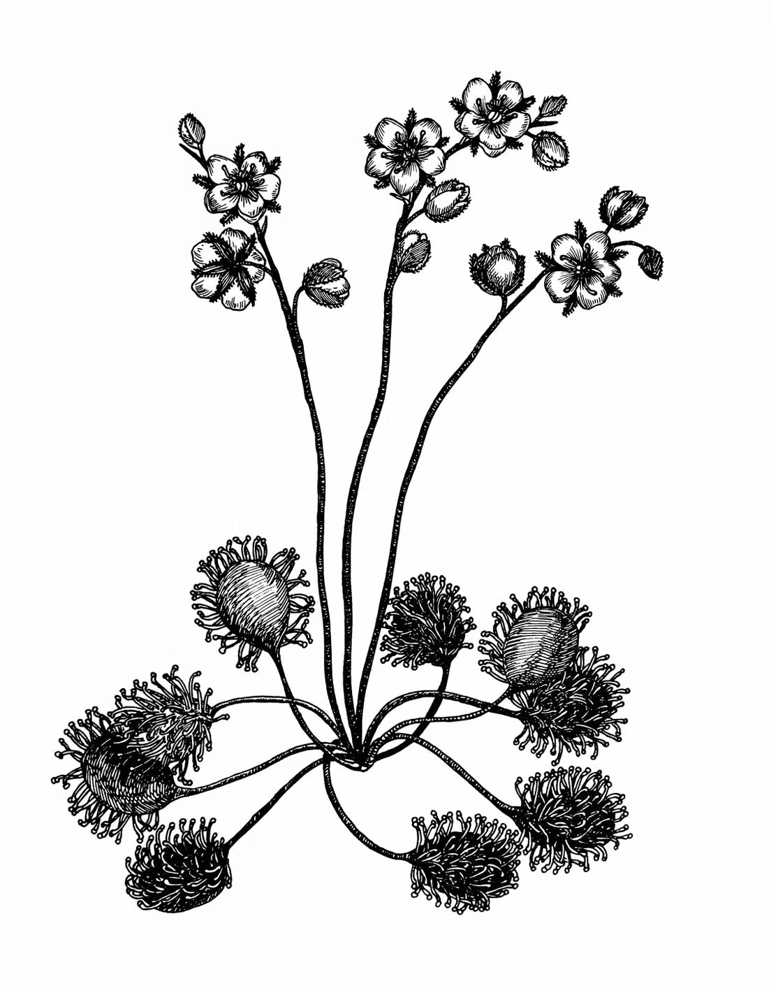 Flowers In Your Hair B/W Print - Sundew