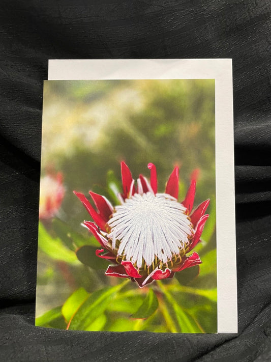 Sensing the Sacred - King Protea