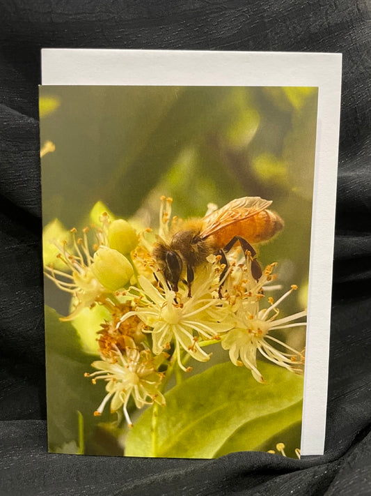 Sensing the Sacred - Busy Bee