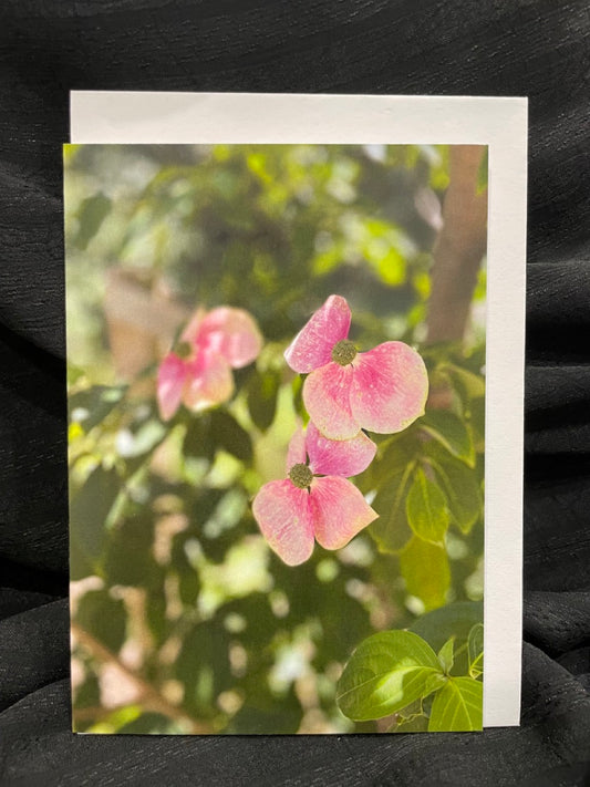 Sensing the Sacred - Dogwood Blossom