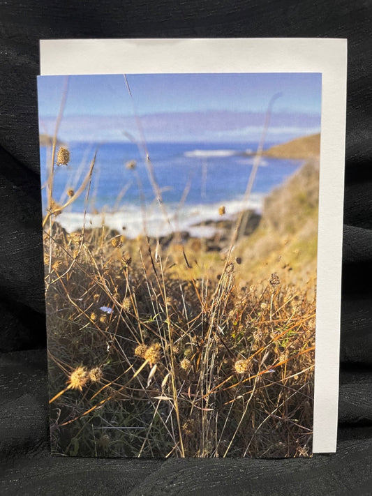 Sensing the Sacred - Knapweed by the Sea