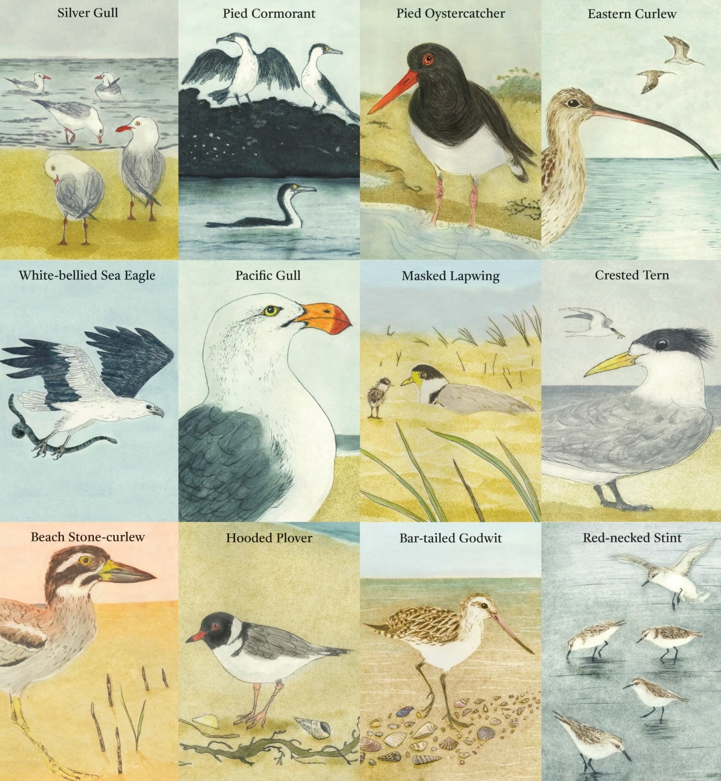 Beach Birds Card Game by Bridget Farmer