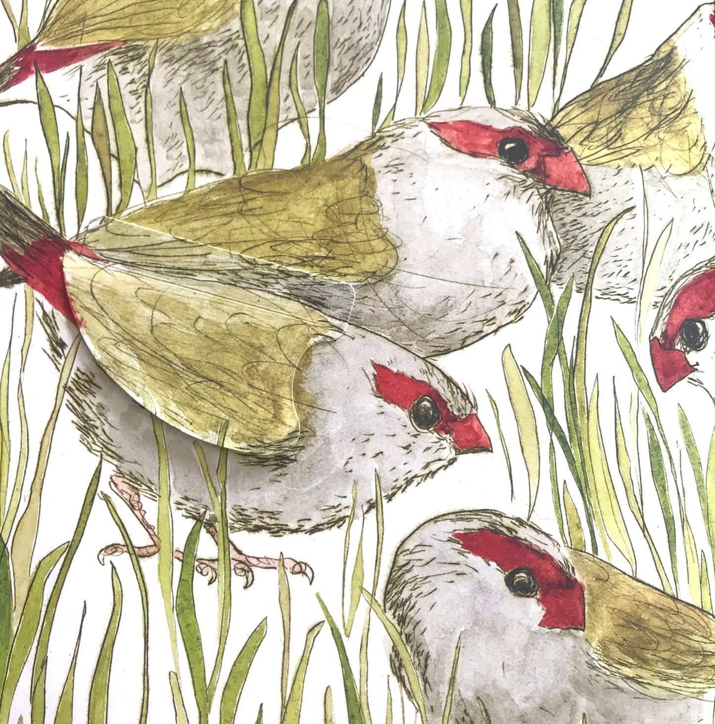 The Bush Birds Book by Bridget Farmer