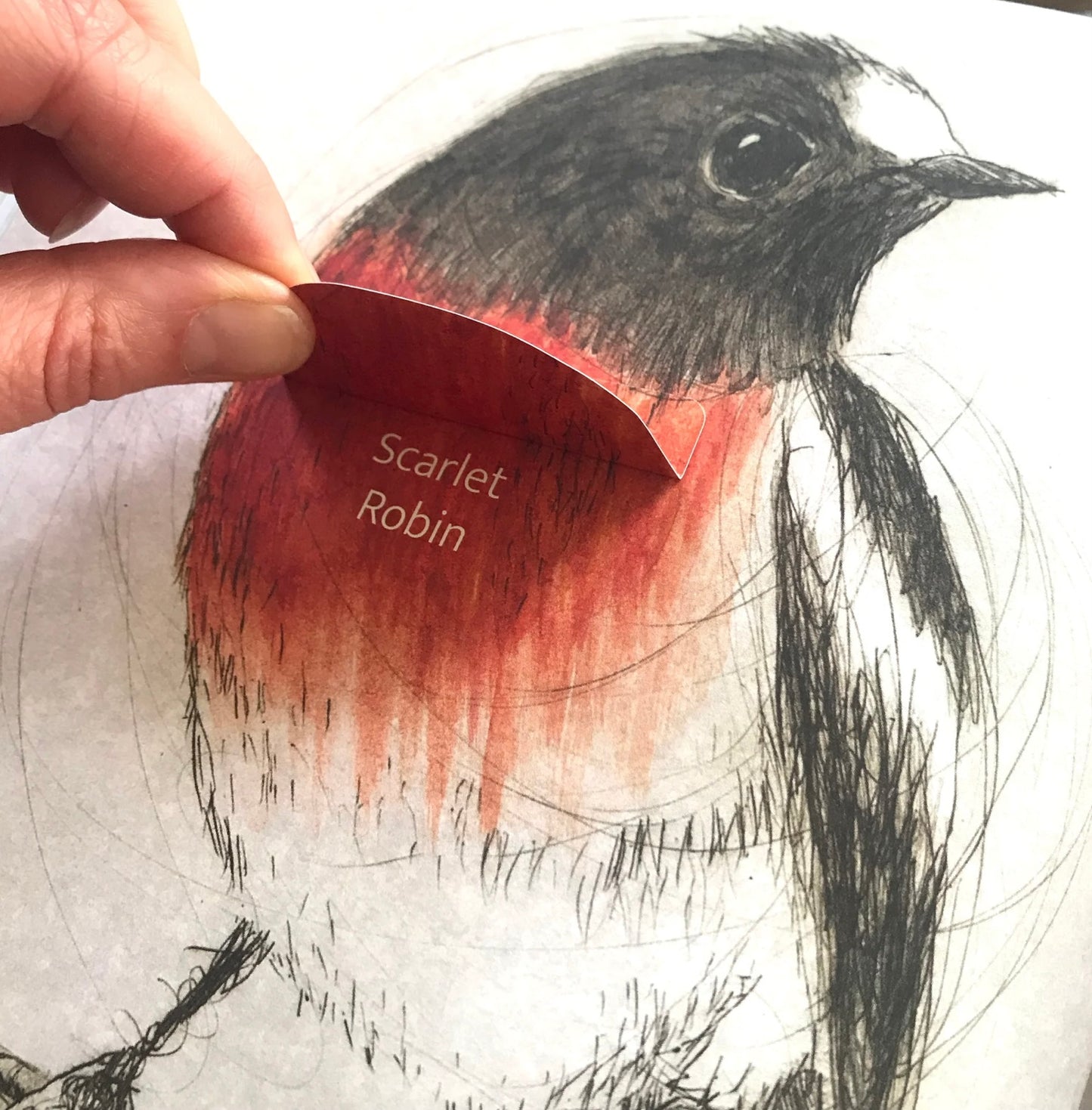 The Bush Birds Book by Bridget Farmer