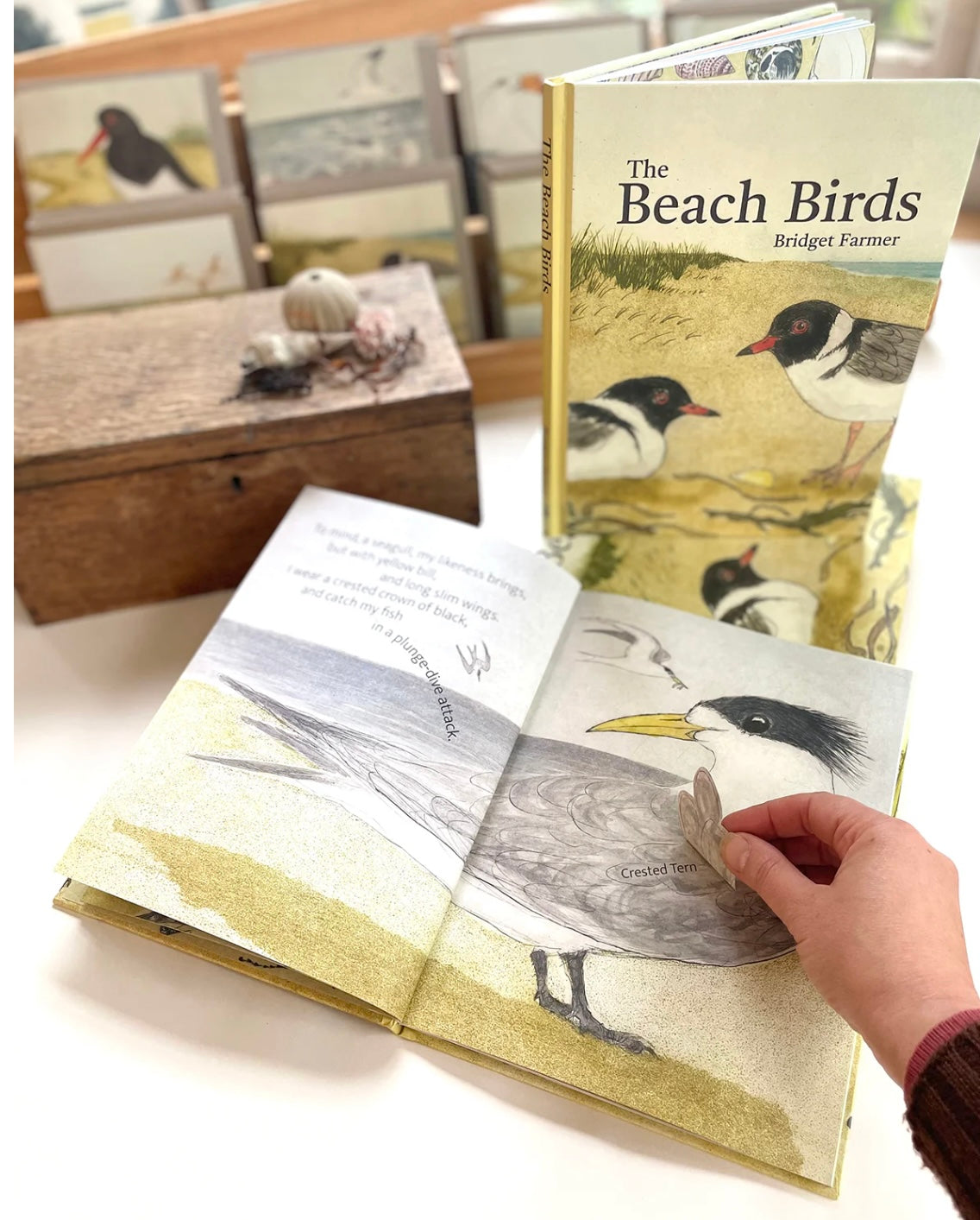 The Beach Birds Book by Bridget Farmer