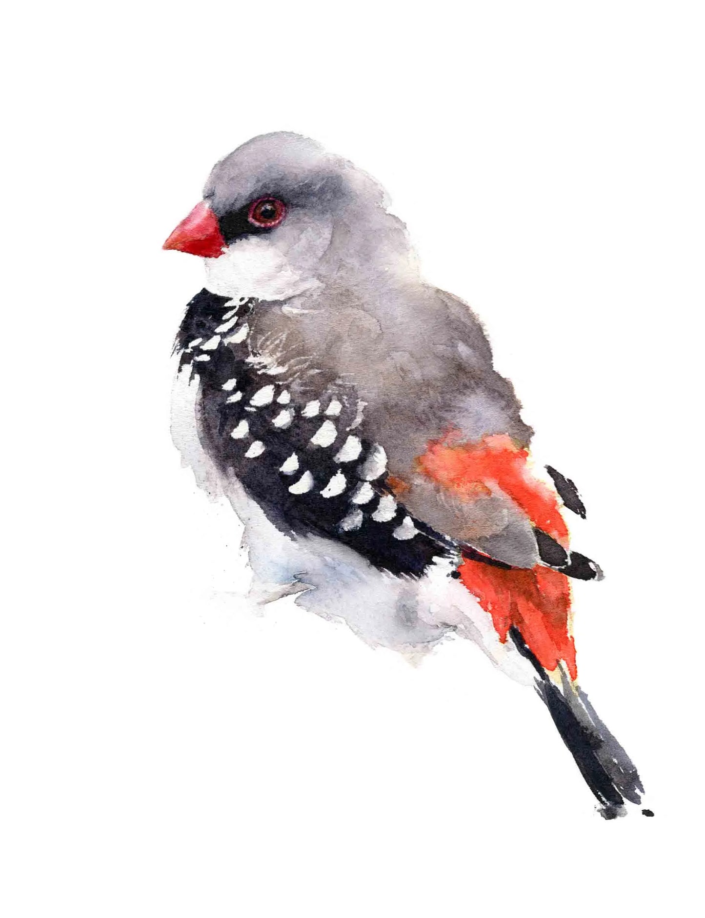 Choose Arts Art by Qing - Diamond Firetail