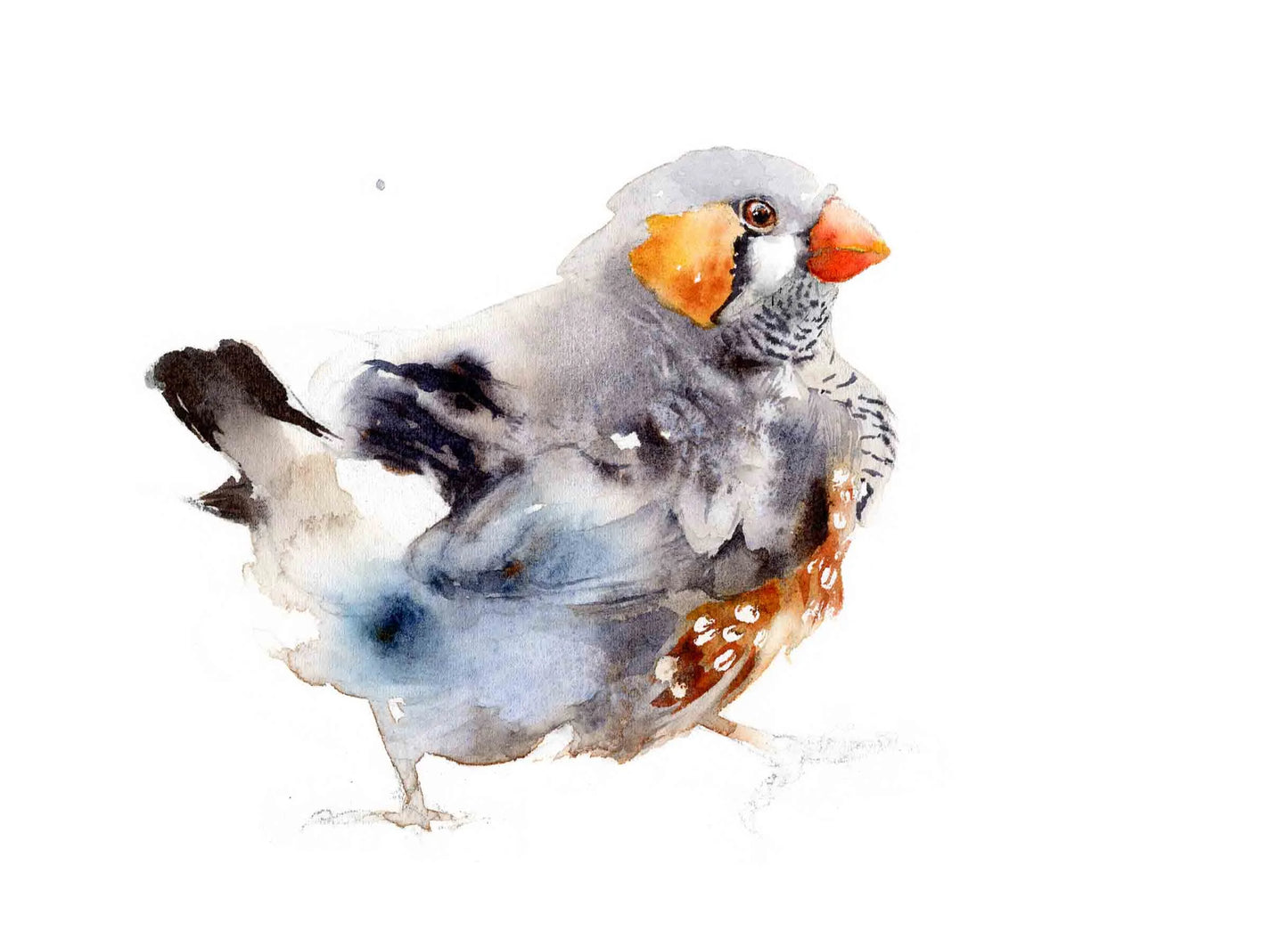 Choose Arts Art by Qing - Zebra Finch