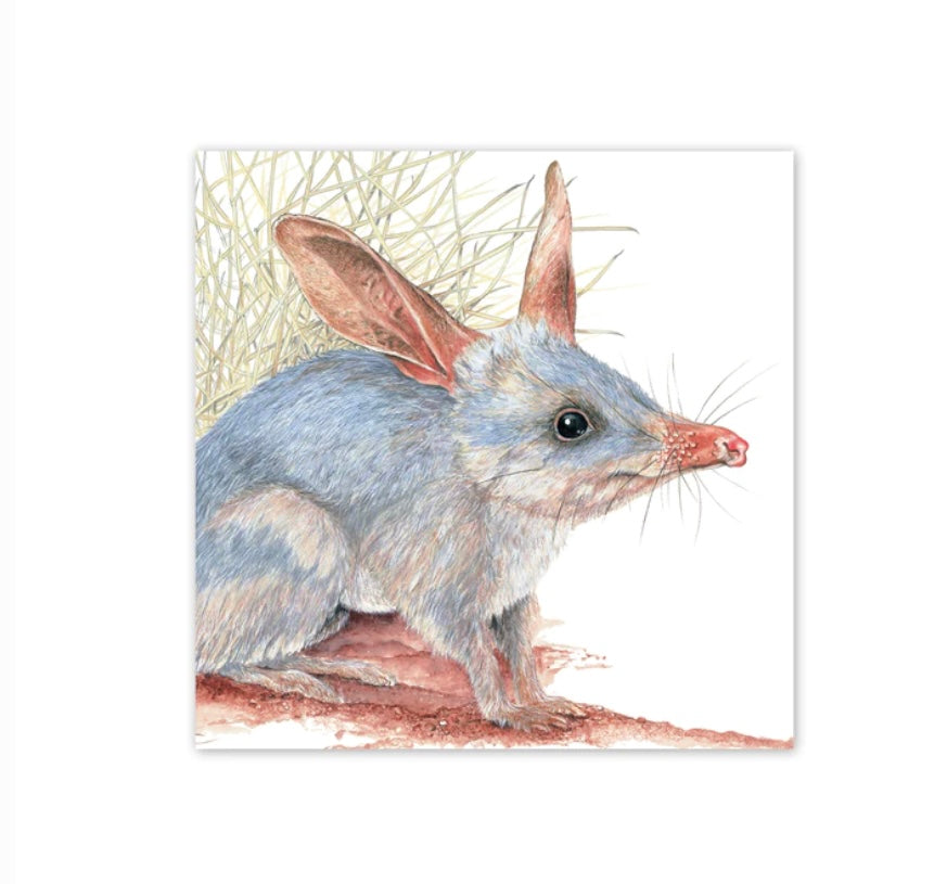 Studio N Square Card - Bilby