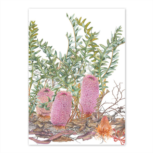 Studio N Card - Banksia Blechnifolia