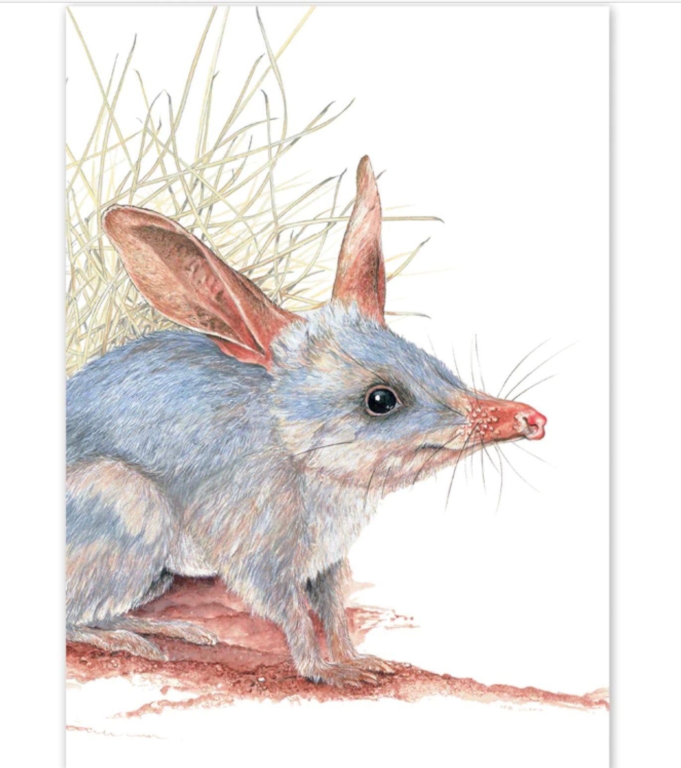 Studio N Card - Bilby