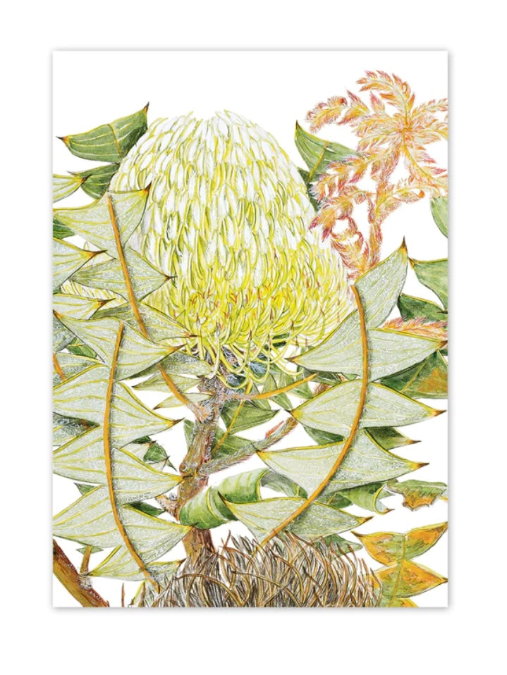 Studio N Card - Bird’s Nest Banksia