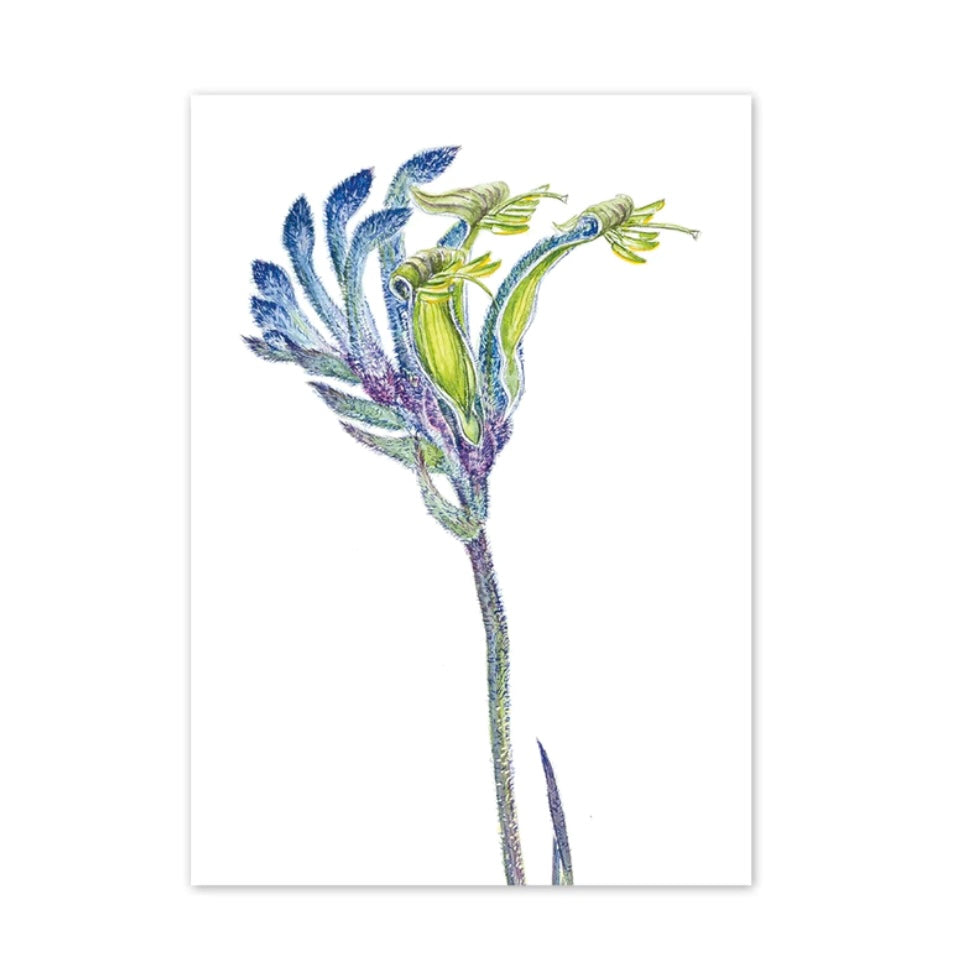 Studio N Card - Blue Kangaroo Paw