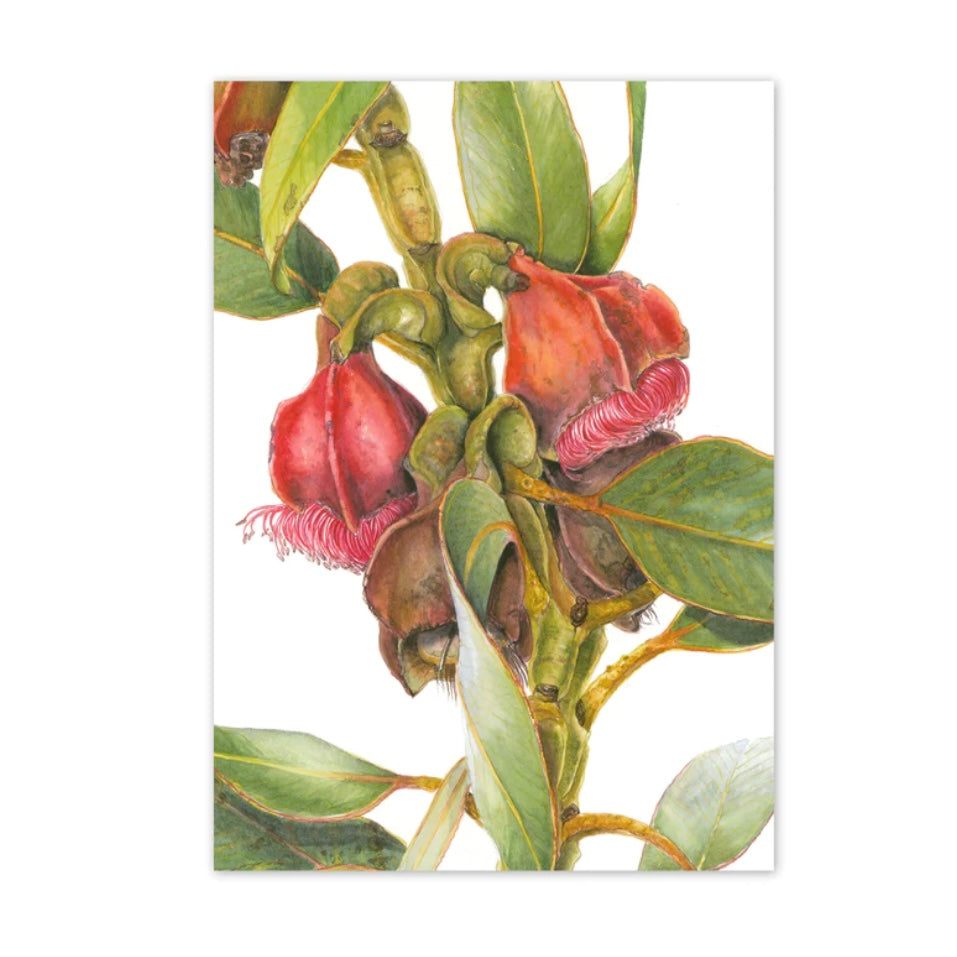 Studio N Card - Eucalyptus Brandiana