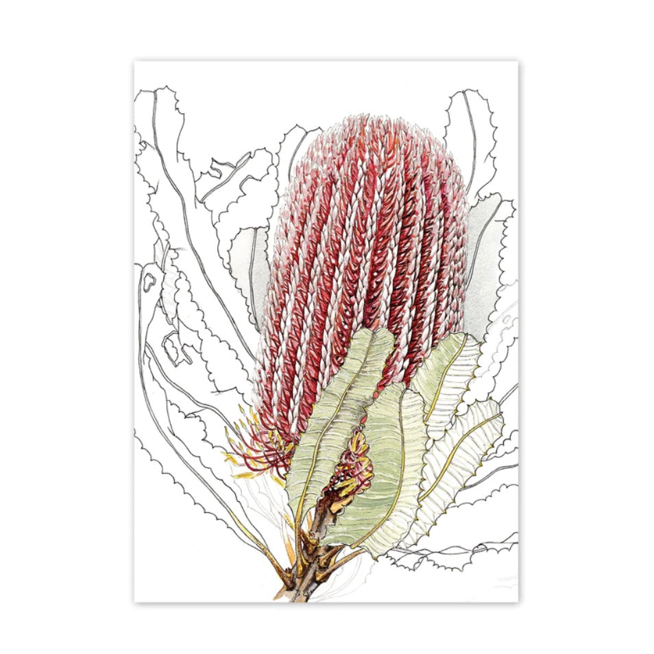 Studio N Card - Firewood Banksia