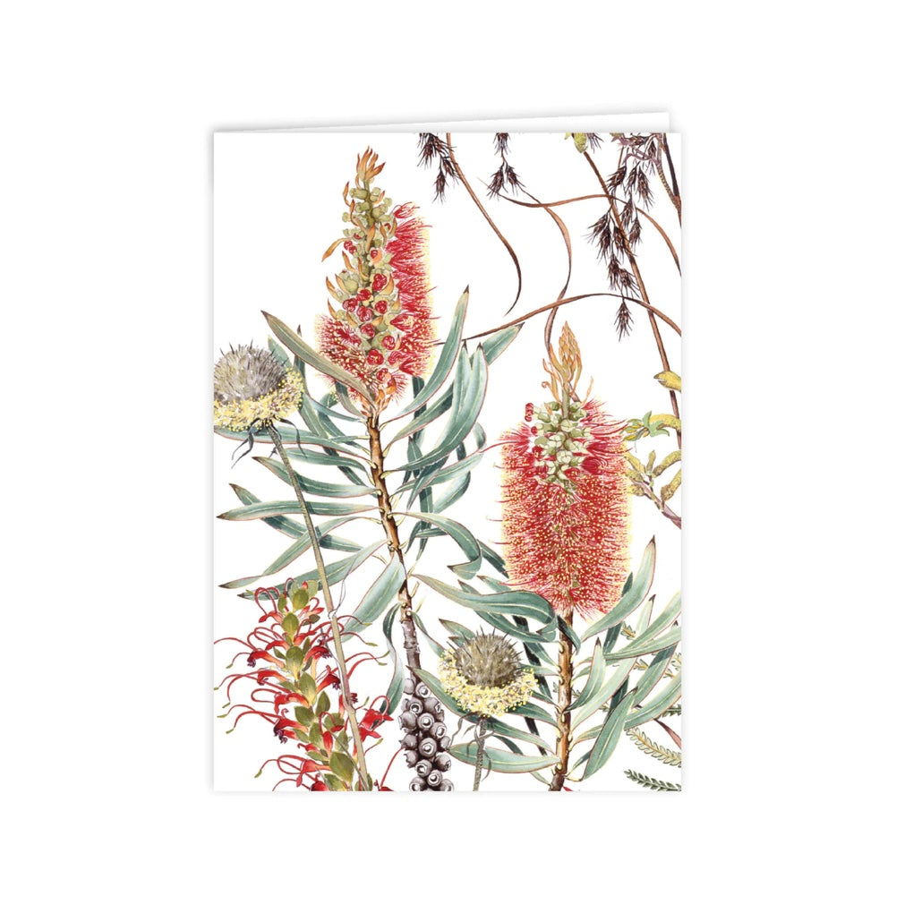 Studio N Card Wildflowers Of The Albany Region 1