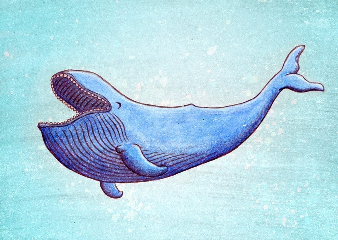 Beau Wylie Print - Trevor the Joyful Whale