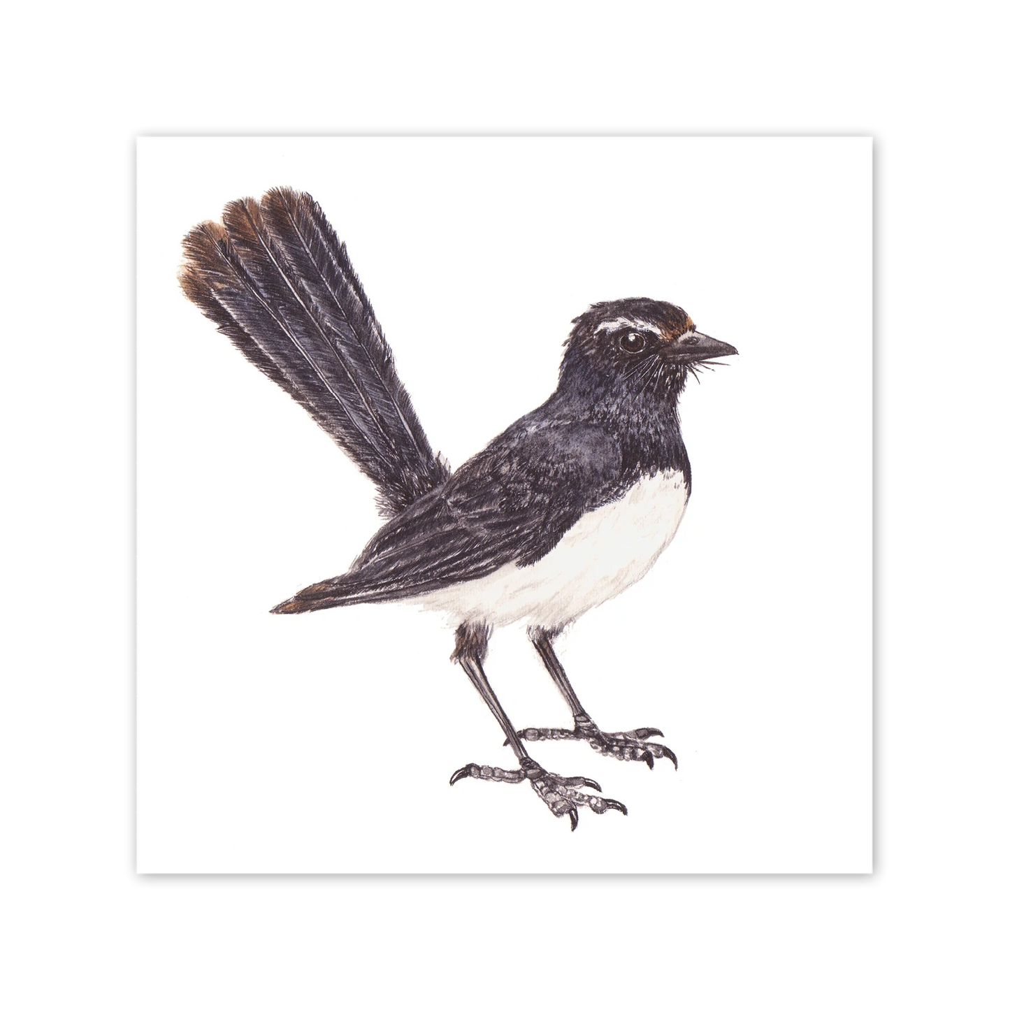 Studio N Card Square Willie Wagtail