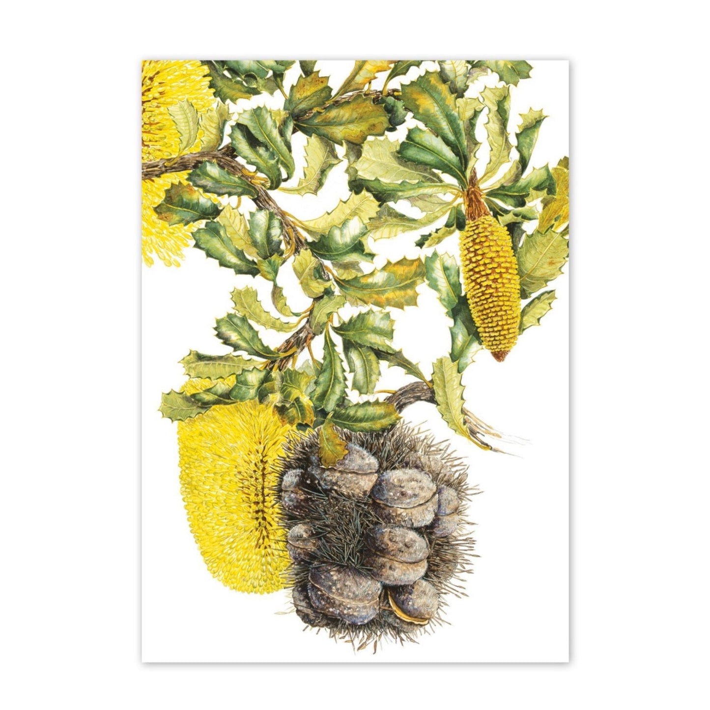 Studio N Card - Yellow Lantern Banksia