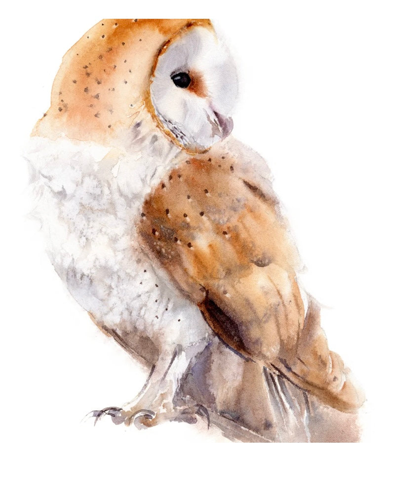 Choose Arts Art by Qing - Fine Art Print, Barn Owl