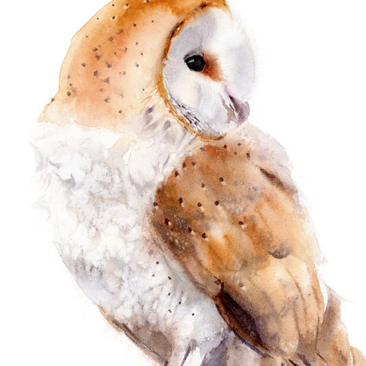 Choose Arts Art by Qing - Fine Art Print, Barn Owl