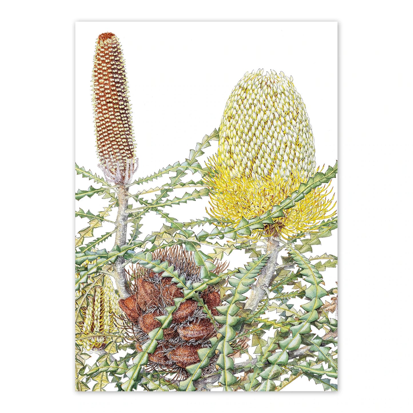 Studio N Card - Showy Banksia