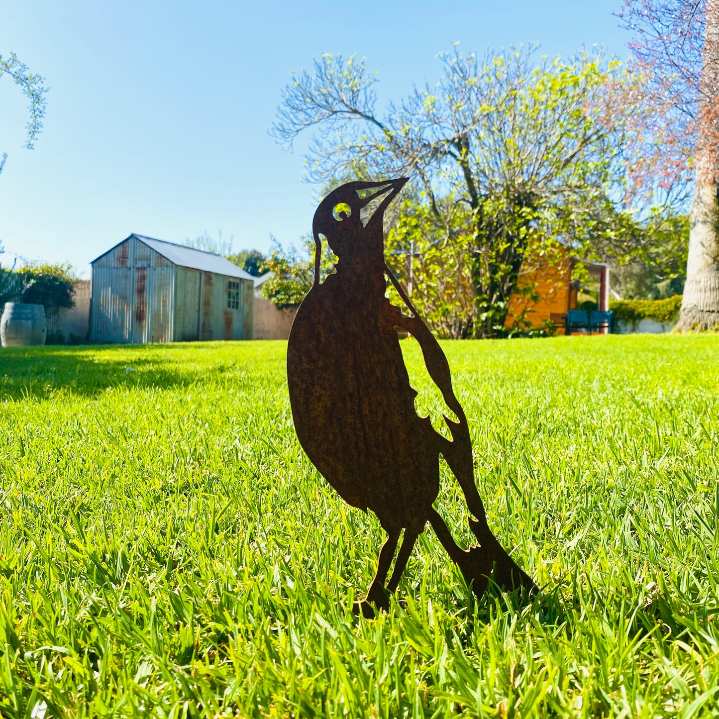 Overwrought Magpie Looking Up Stake