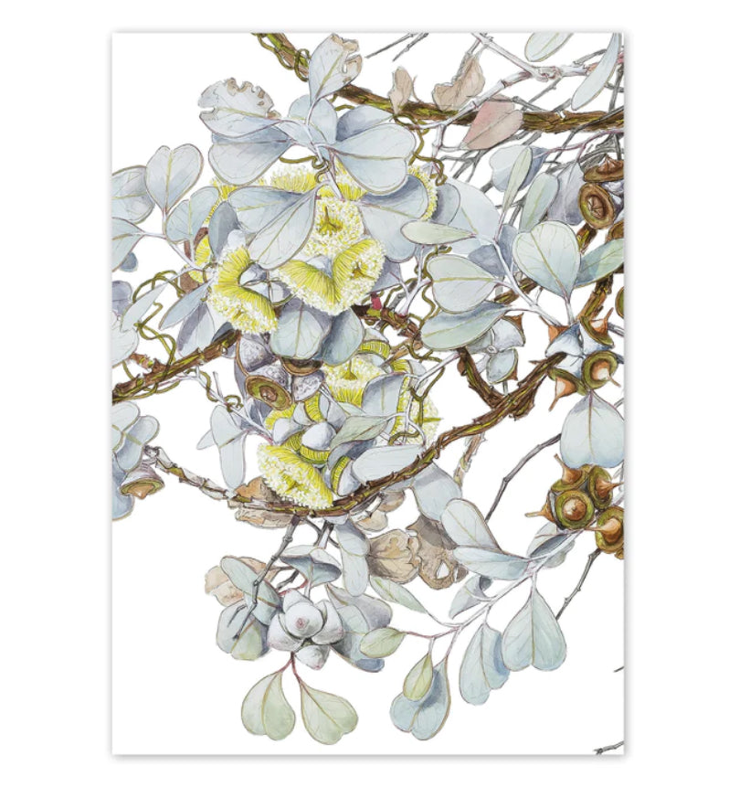 Studio N Card - Round Leaved Mallee