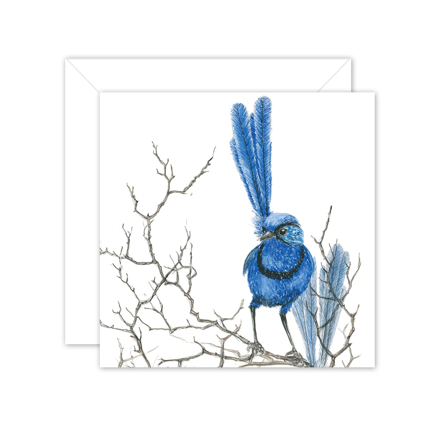 Studio N Square Card - Splendid Fairy Wren On Branch