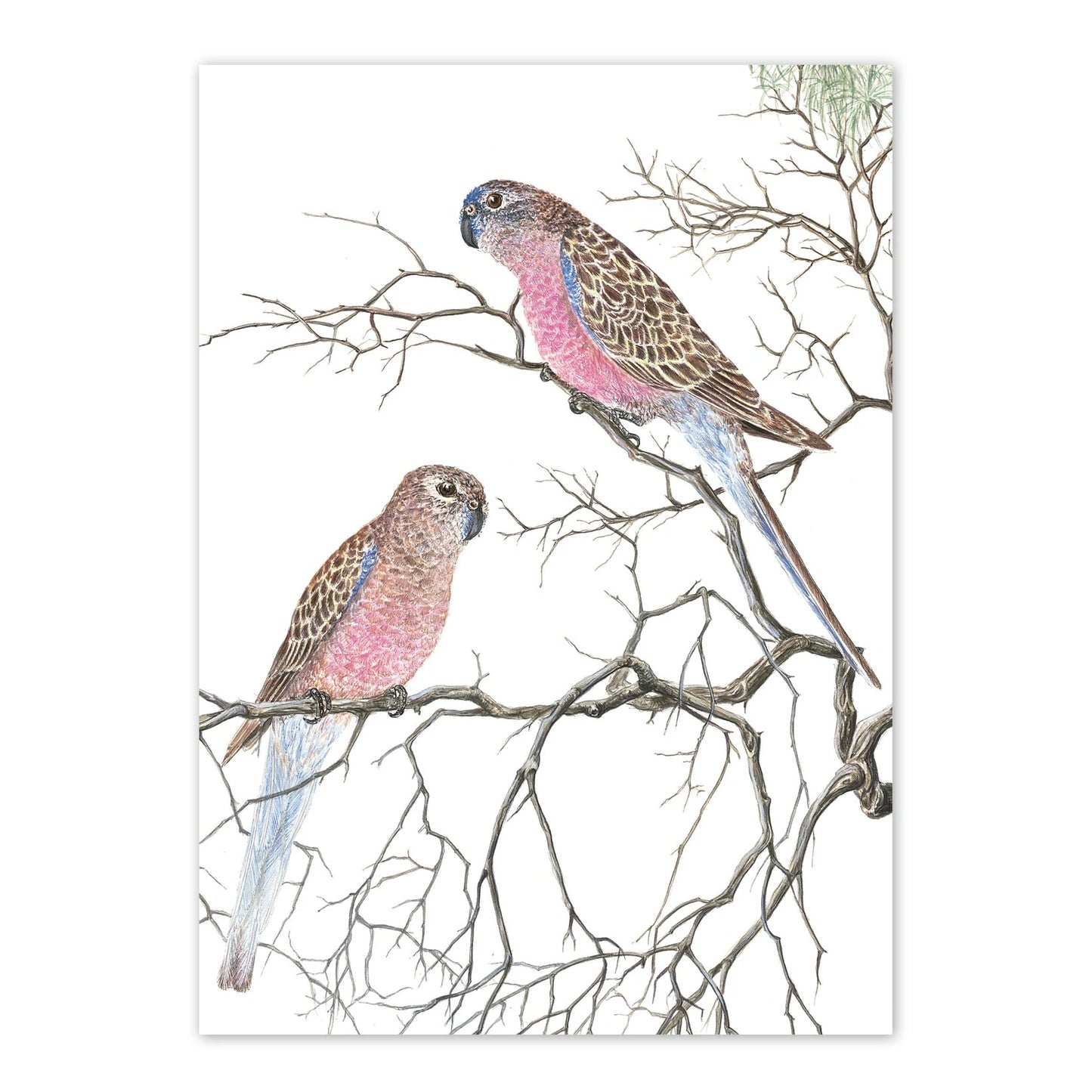 Studio N Card - Bourke's Parrot