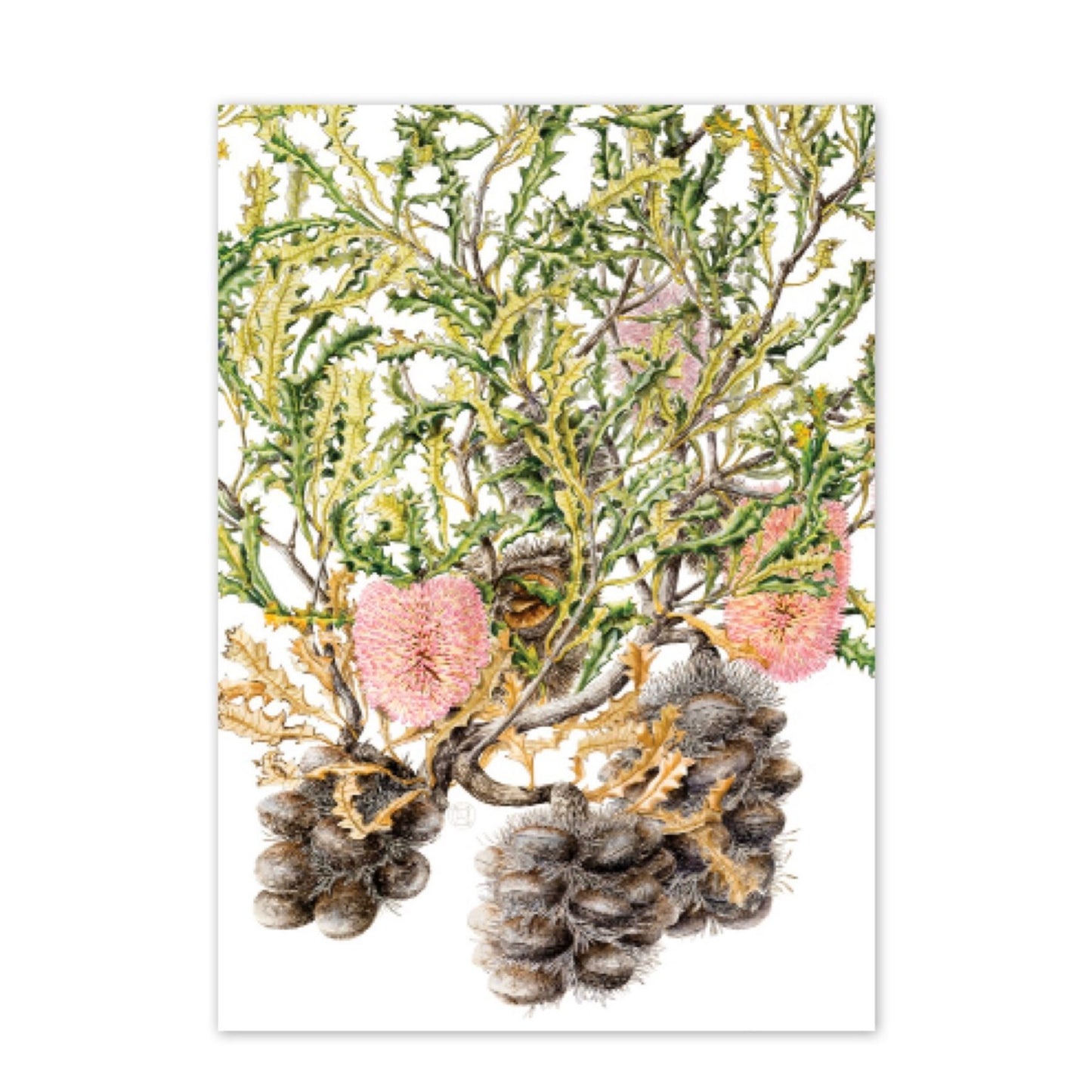 Studio N Card - Caley’s Banksia