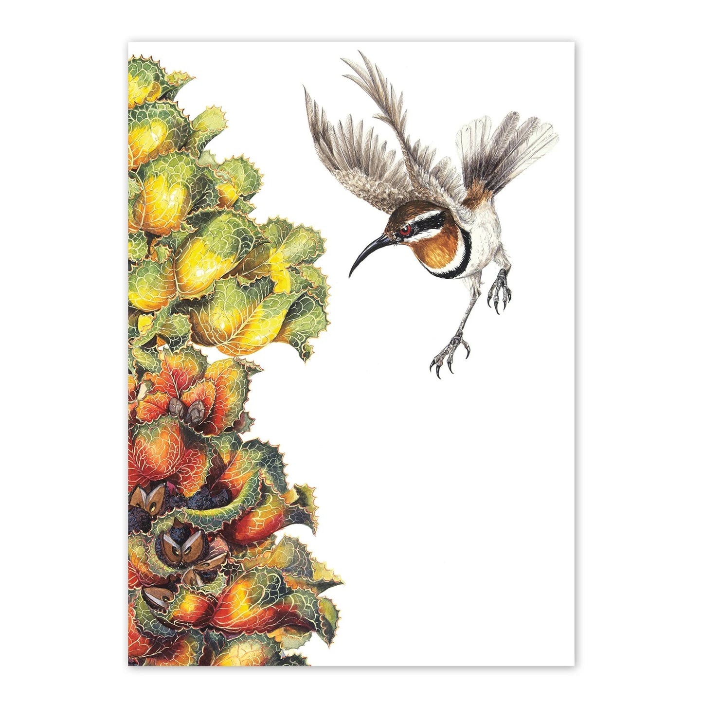 Studio N Card - Royal Hakea & Western Spinebill