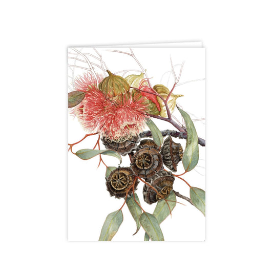 Studio N Card - Eucalyptus Youngiana