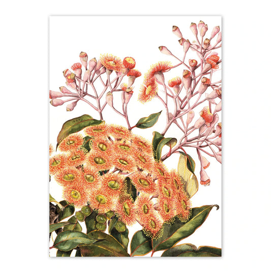 Studio N Card - Red Flowering Gum