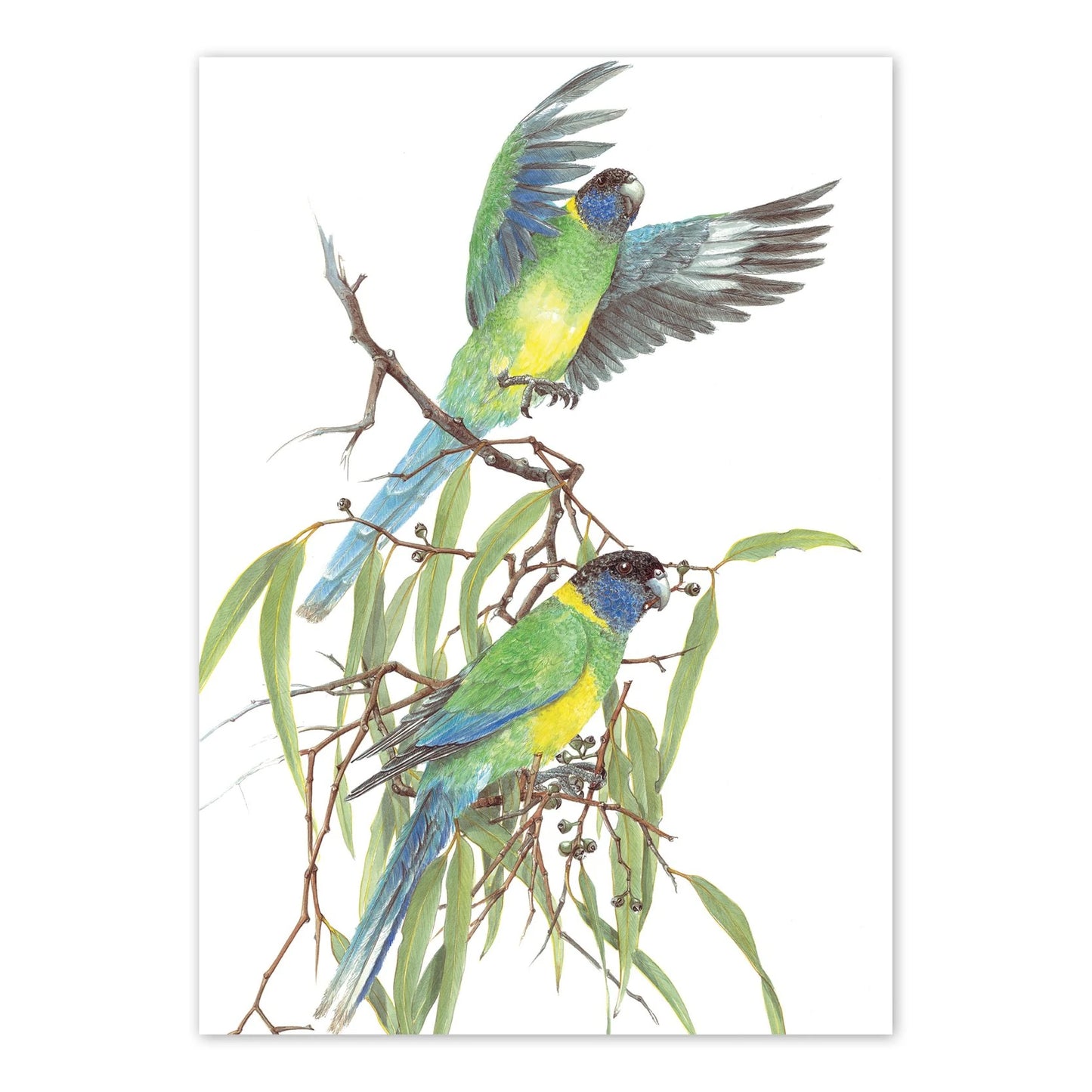 Studio N Card - Port Lincoln Parrot