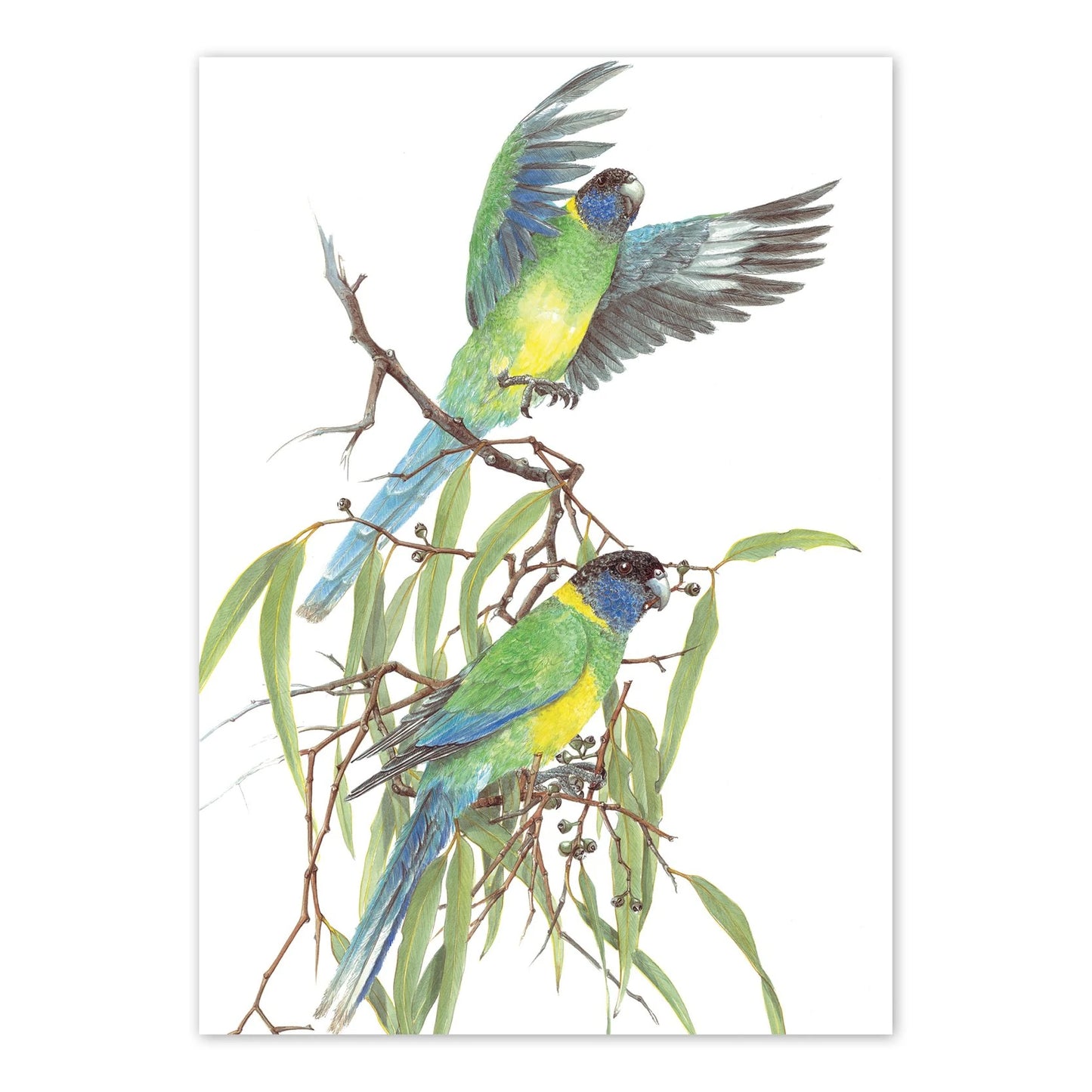 Studio N Card Port Lincoln Parrot